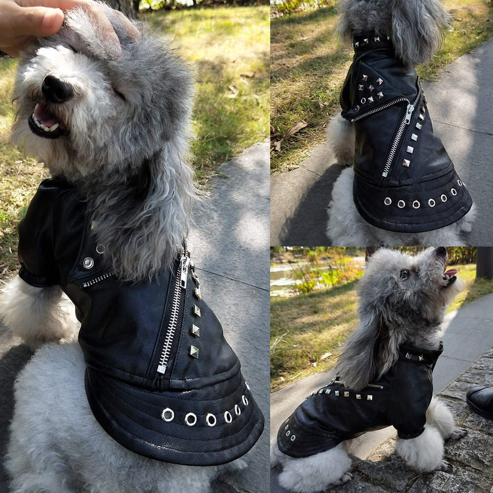Consigue el abrigo perfecto para tu mascota hoy ✅ ¡¡STOCK LIMITADO!!